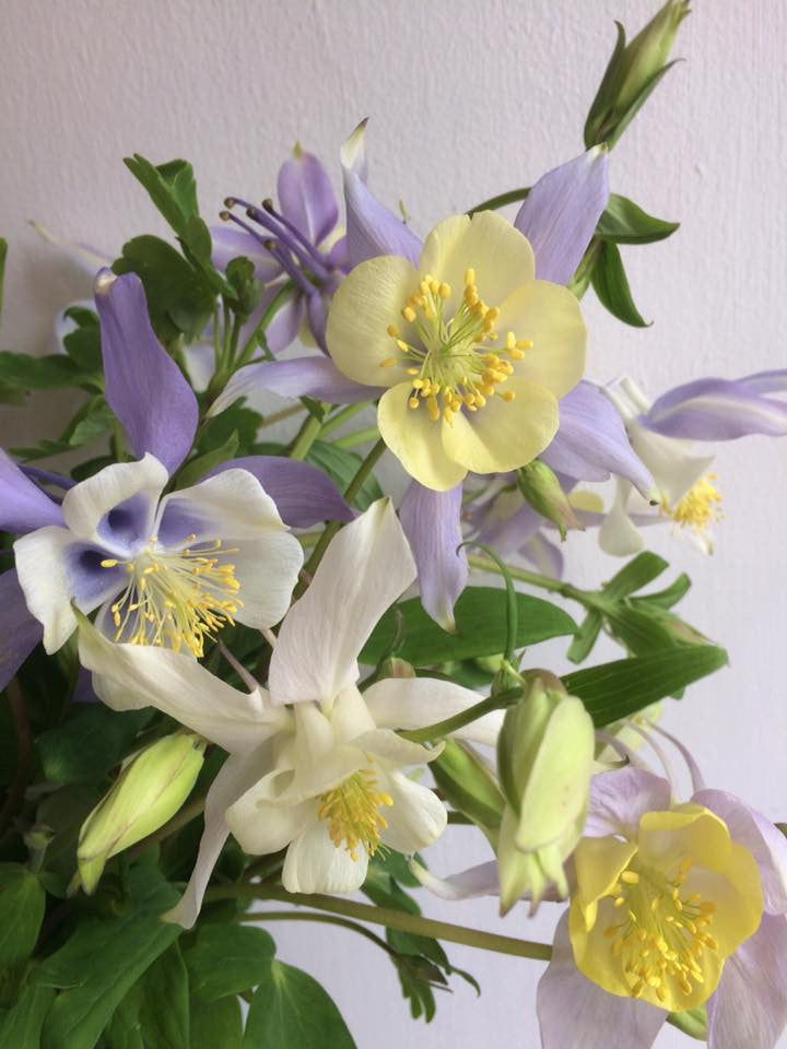 British Grown Flowers