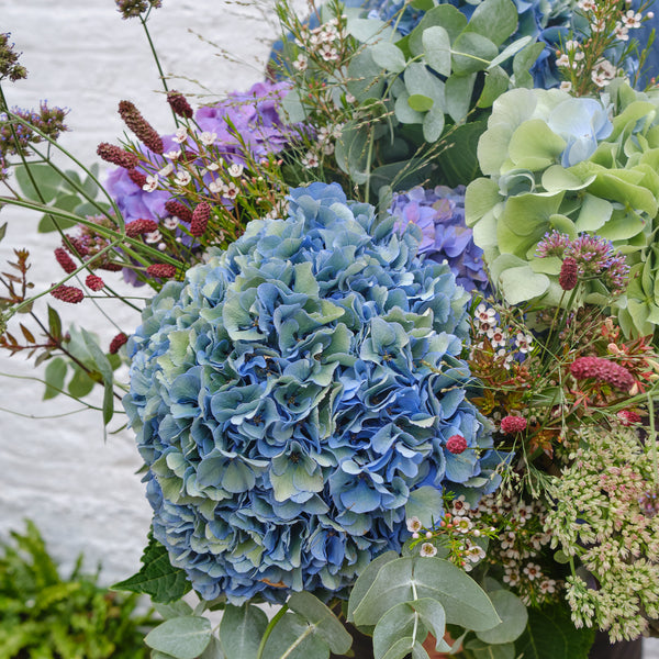 Hydrangea Cloud