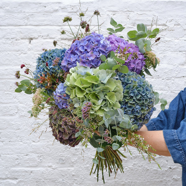 Hydrangea Cloud